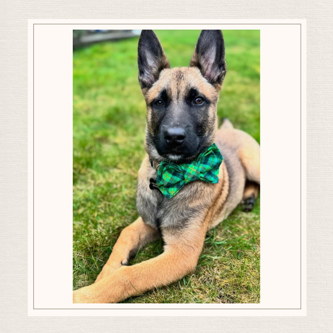 Green Spring Bowtie